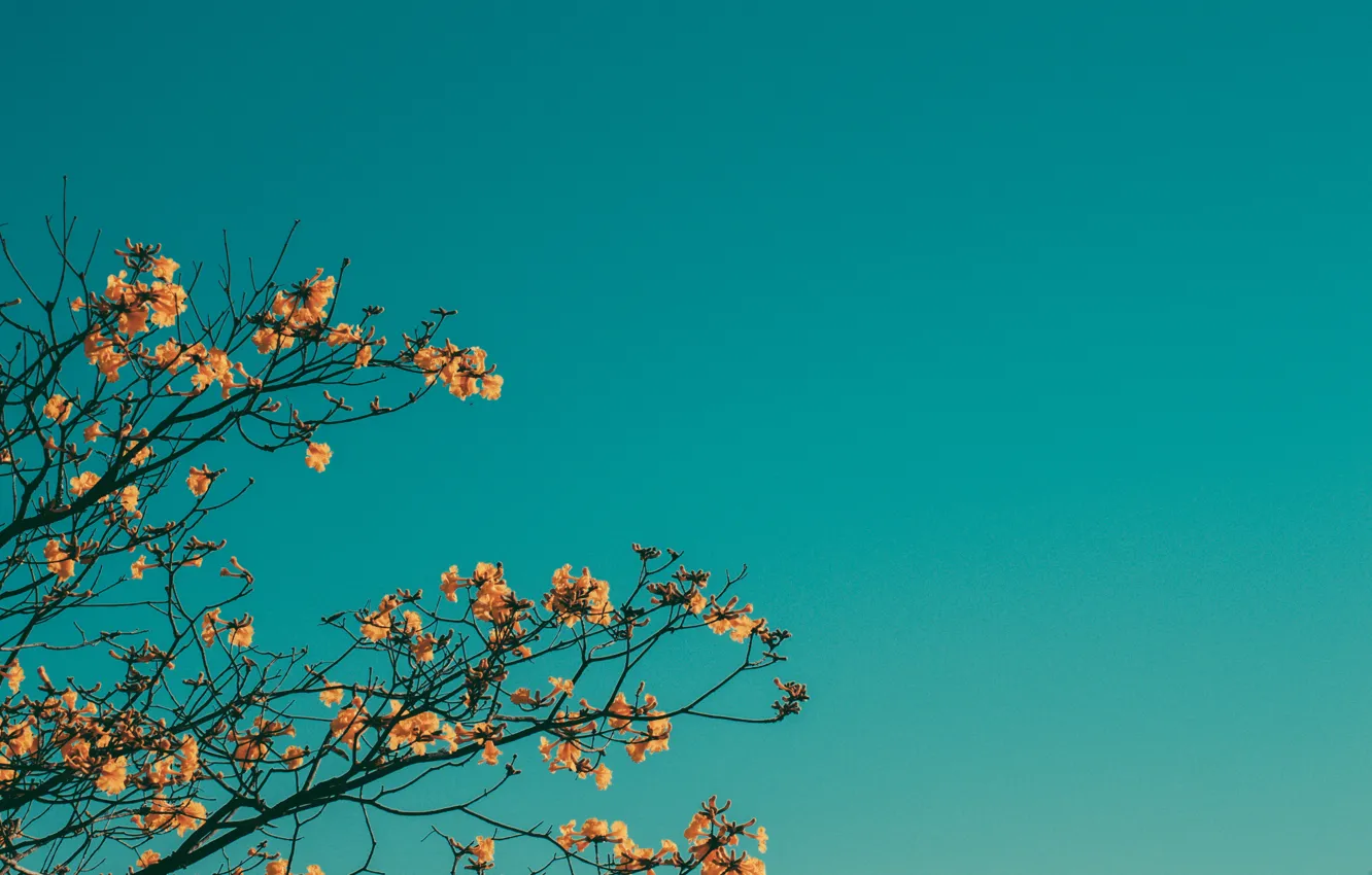 Photo wallpaper the sky, flowers, branches, spring, flowering