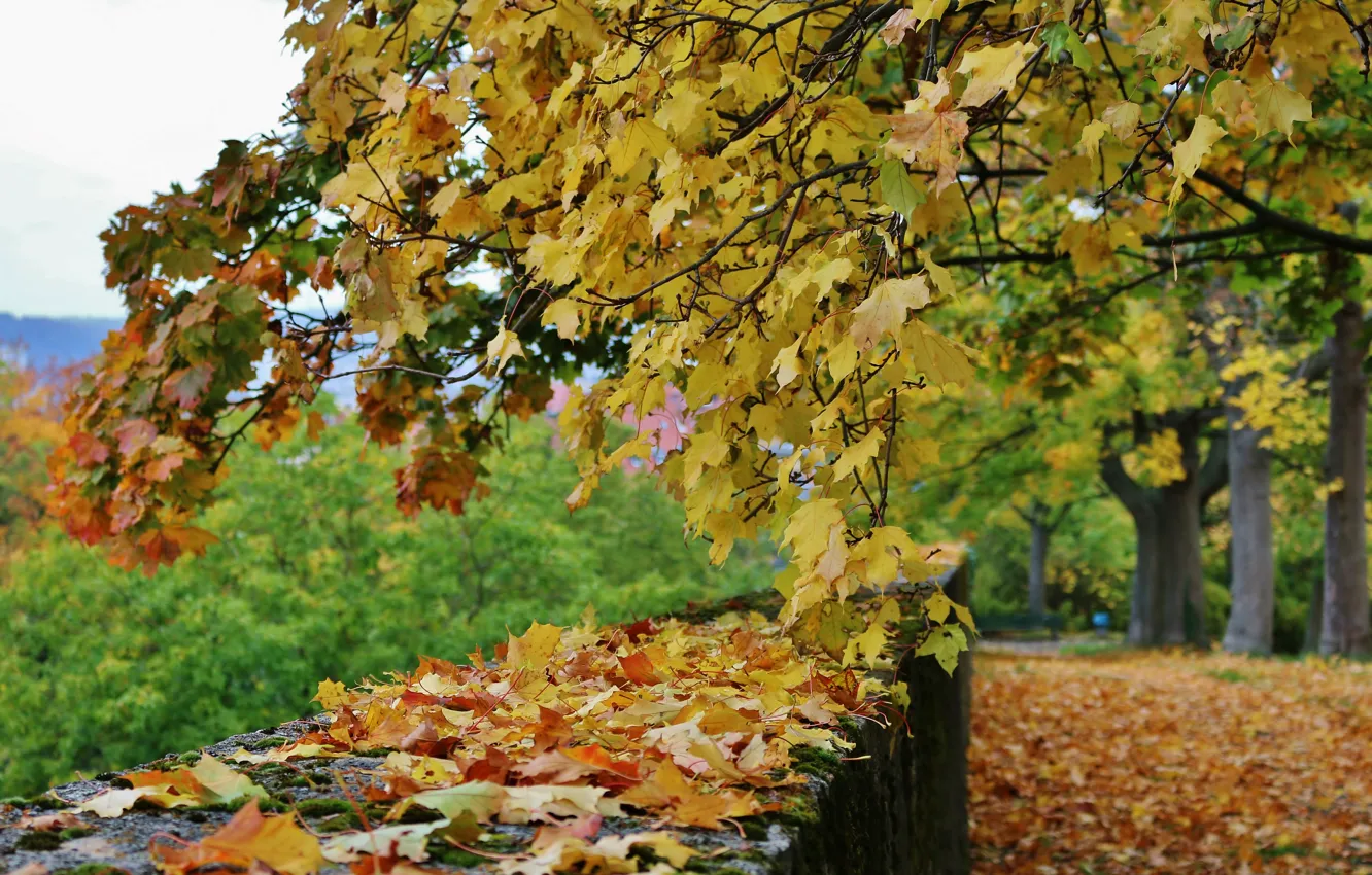 Photo wallpaper autumn, trees, foliage, colors, falling leaves, trees, autumn, leaves