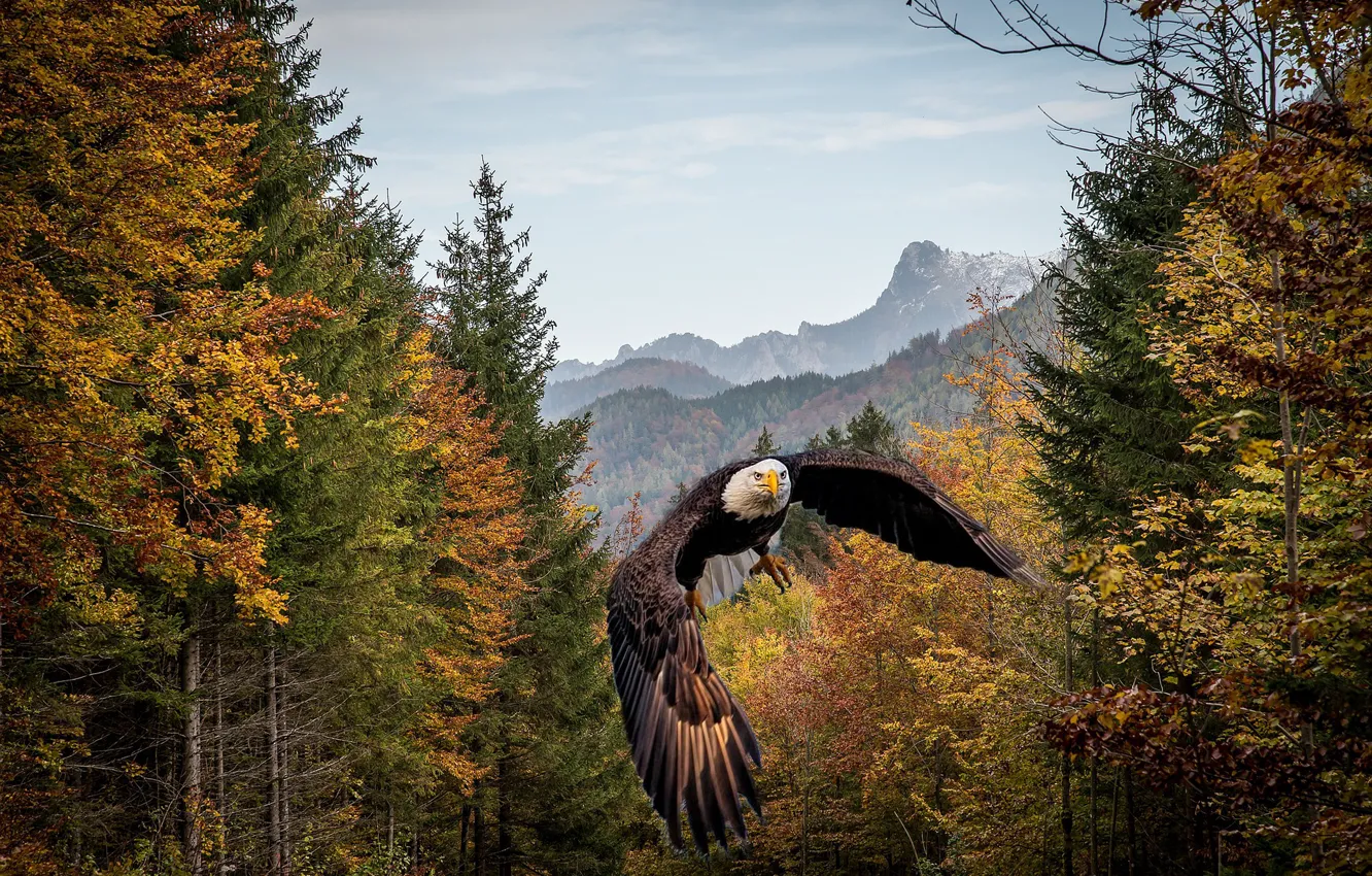 Photo wallpaper autumn, forest, flight, rendering, bird, bald eagle