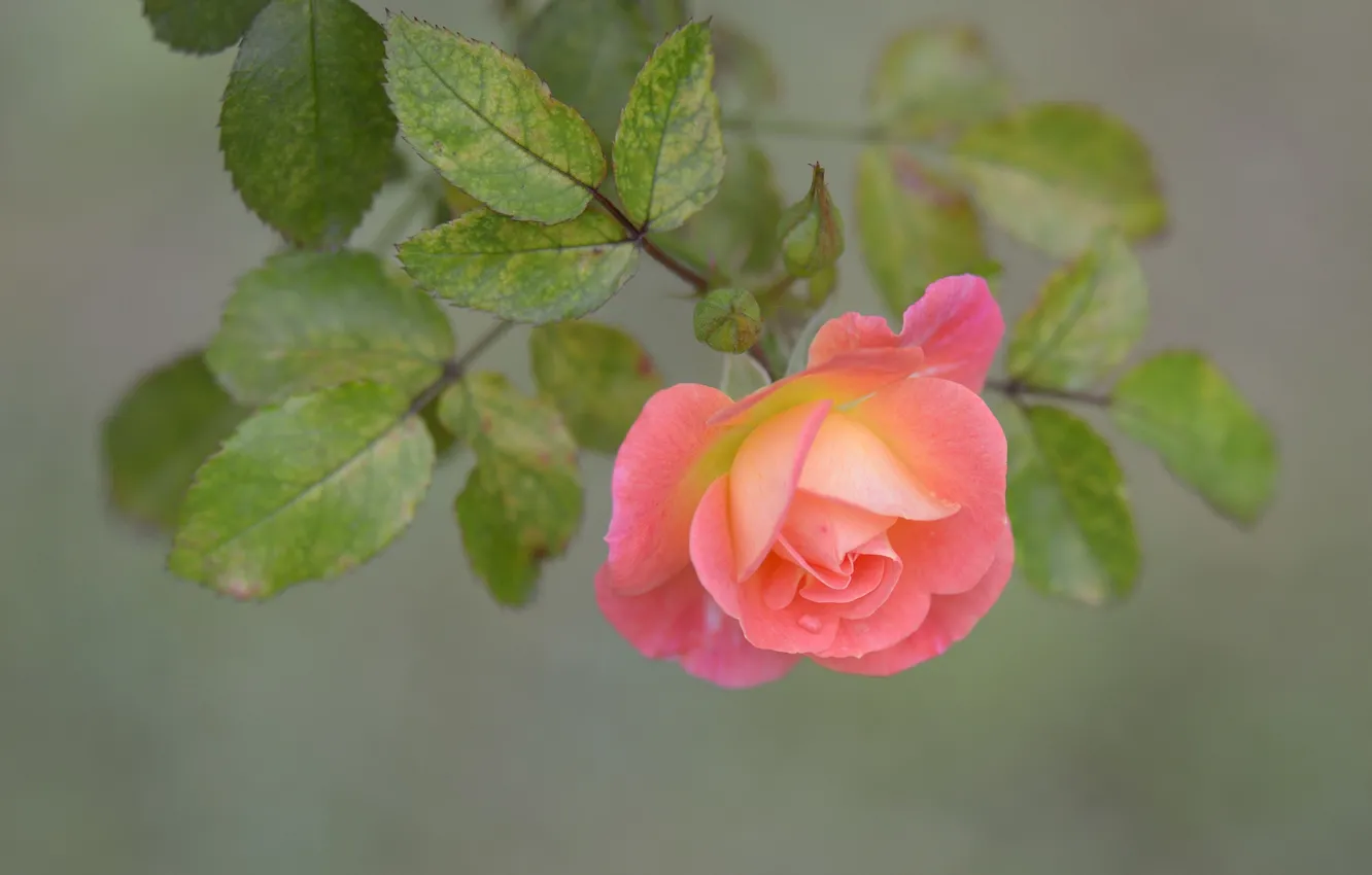 Photo wallpaper macro, roses, petals, buds