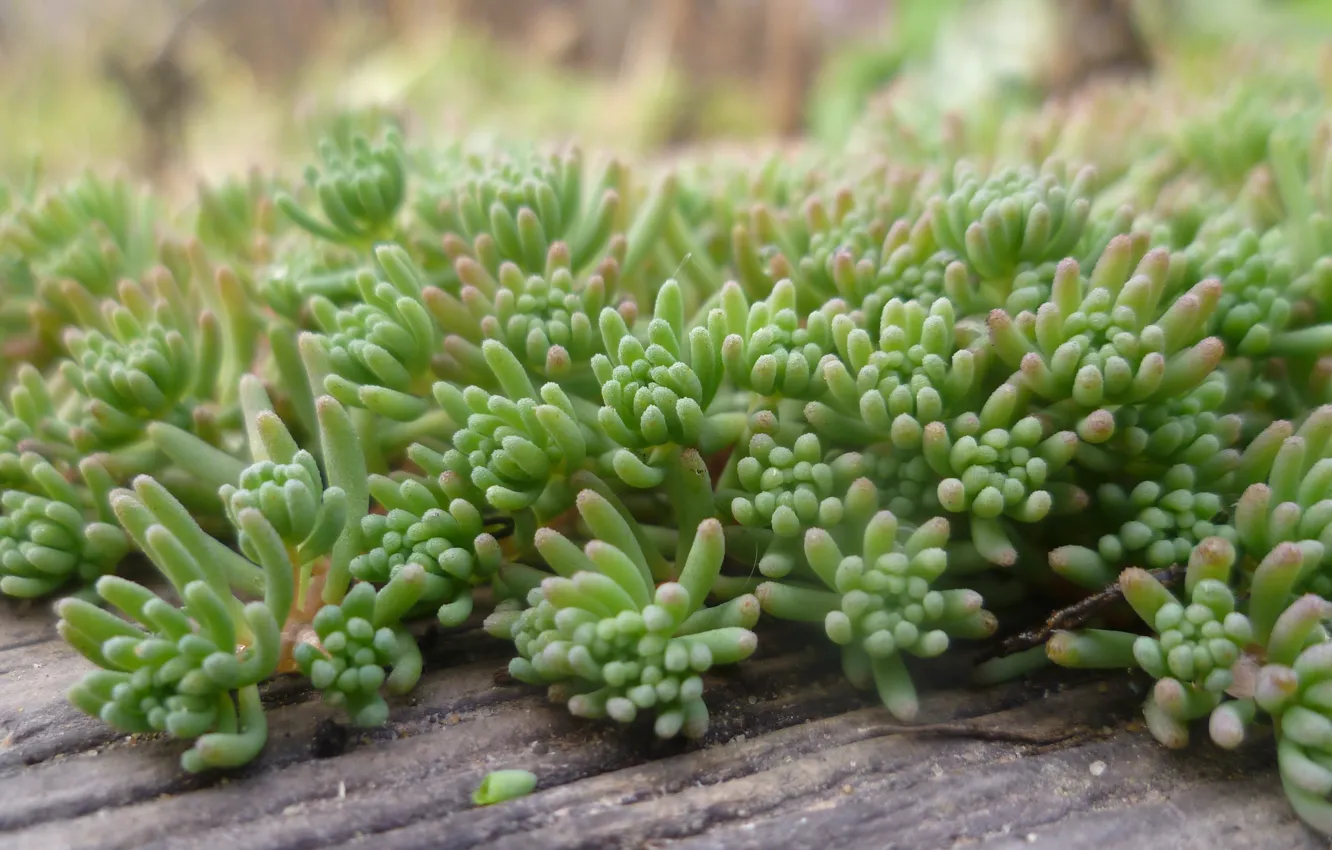 Photo wallpaper nature, moss, garden, Belarus