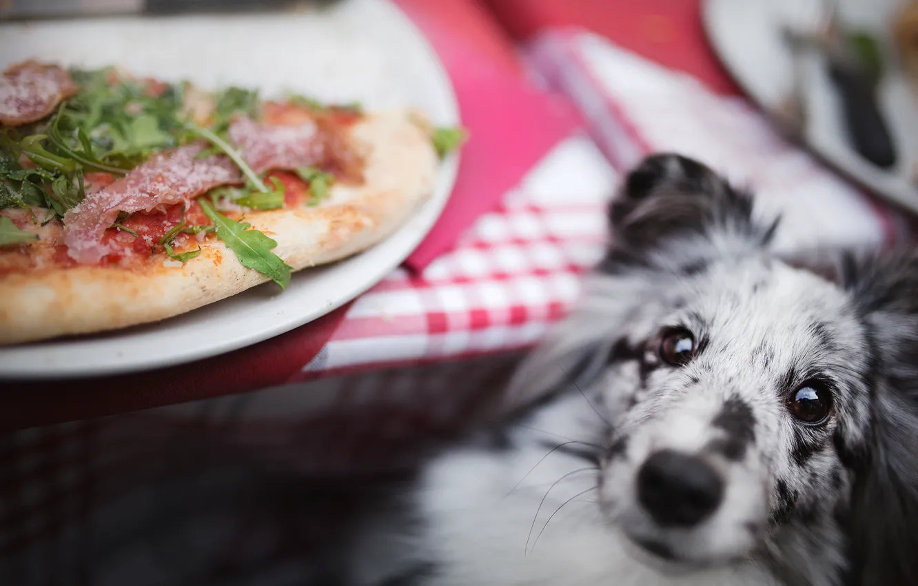 Photo wallpaper dog, pizza, bokeh, sheltie, Shetland Sheepdog