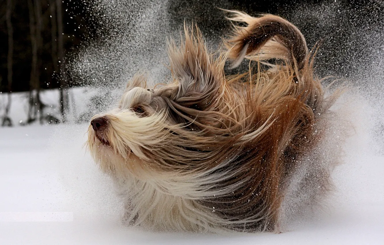 Photo wallpaper winter, snow, movement, dog, walk