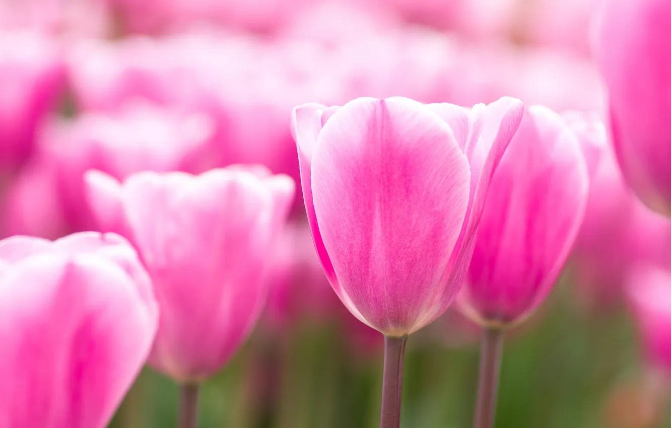 Photo wallpaper macro, flowers, spring, tulips, pink, buds, blurred background, spring flowers