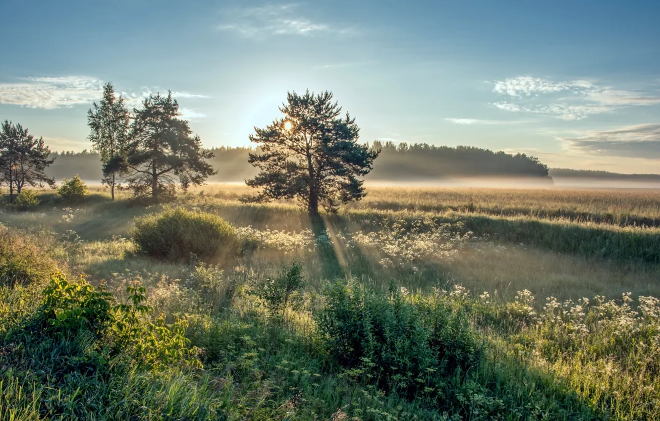 Photo wallpaper the sun, trees, dawn, morning