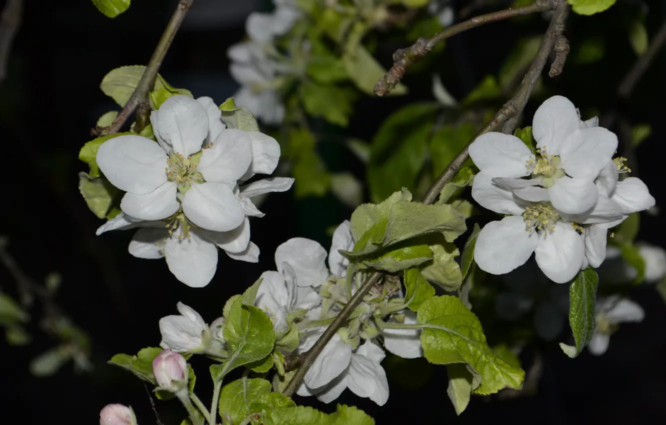 Photo wallpaper the dark background, color, spring, Apple