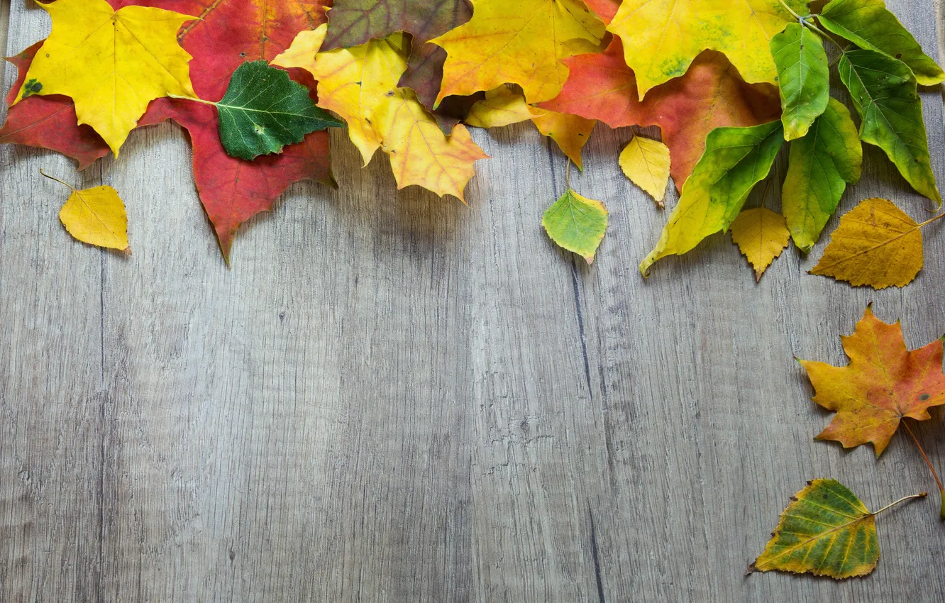 Photo wallpaper autumn, leaves, background, Board, colorful, maple, wood, autumn