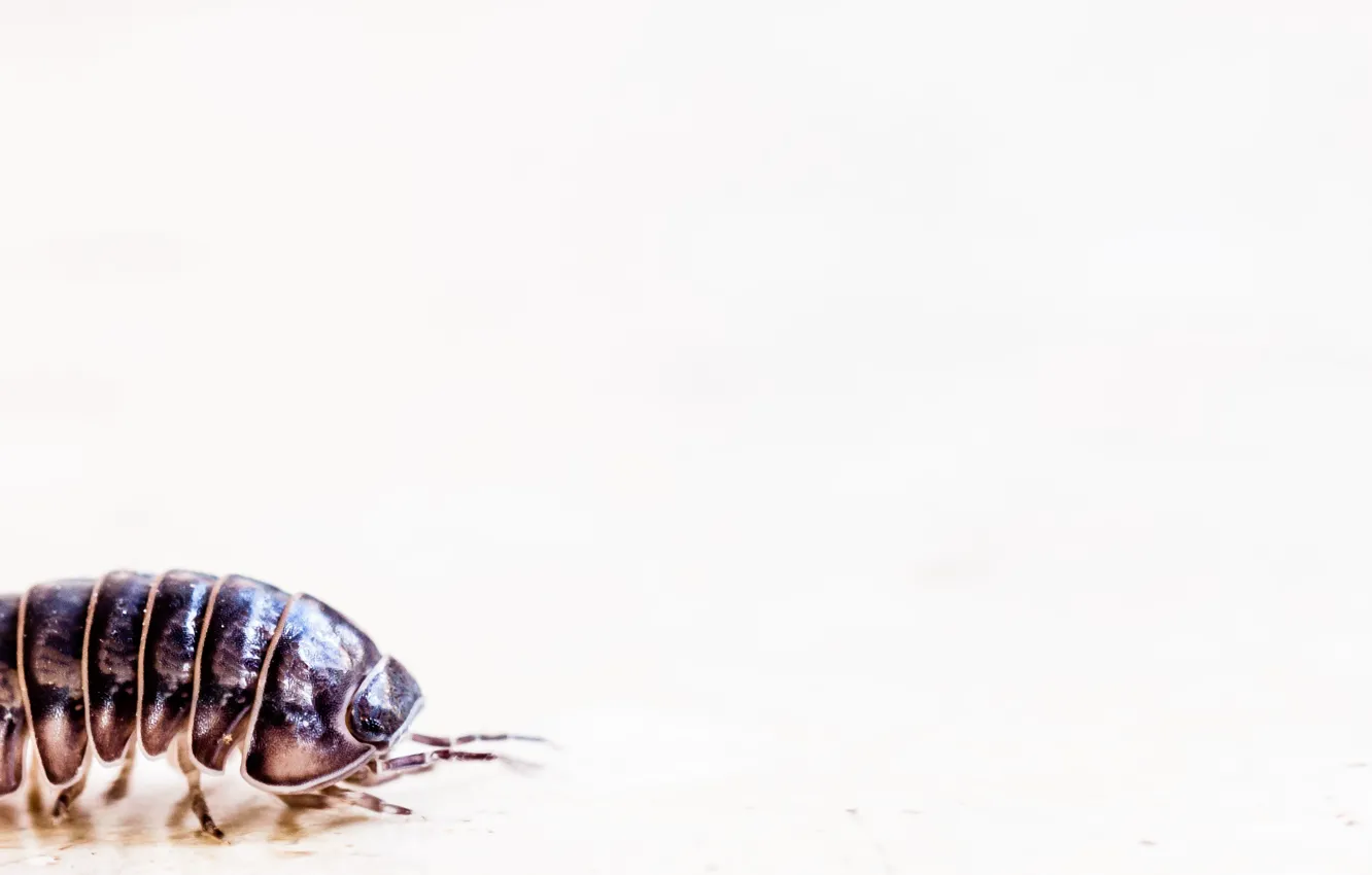 Photo wallpaper potato bug, doodle bug, roly-poly, pill woodlouse, pill-bug, armadillidium vulgare, carpenter