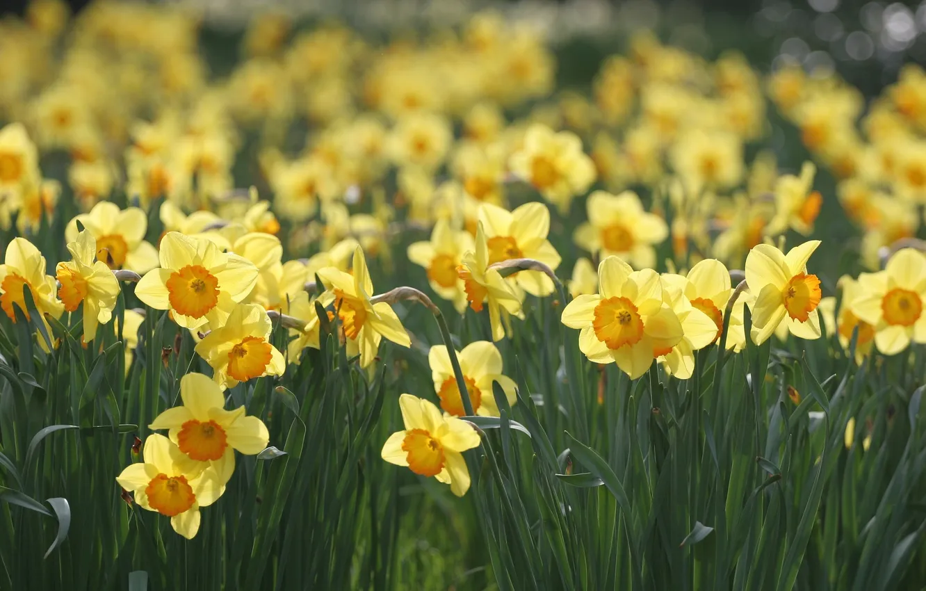 Photo wallpaper macro, flowers, yellow, glade, spring, daffodils