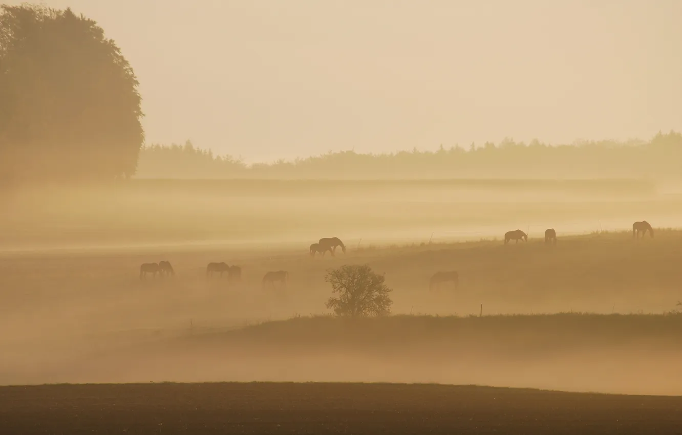 Photo wallpaper field, nature, fog, horses, morning