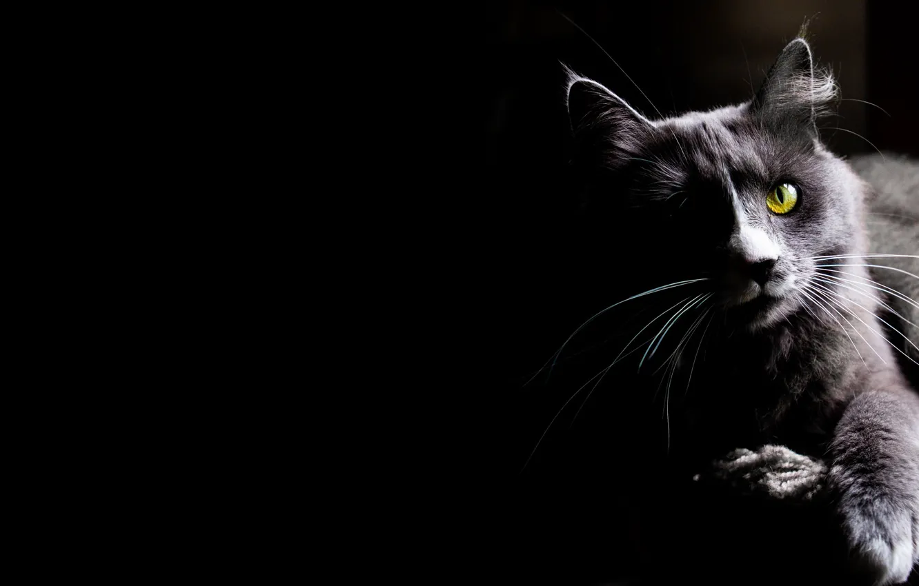 Photo wallpaper cat, cat, look, kitty, black background