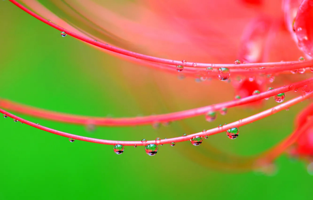 Photo wallpaper water, drops, flowers, Rosa, petals