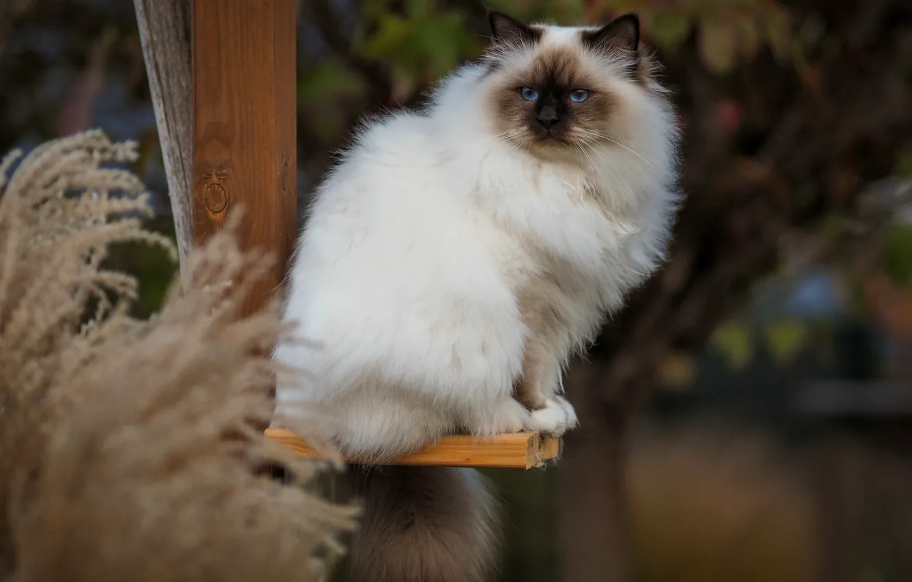 Photo wallpaper cat, cat, look, nature, posts, spikelets, blue eyes, face