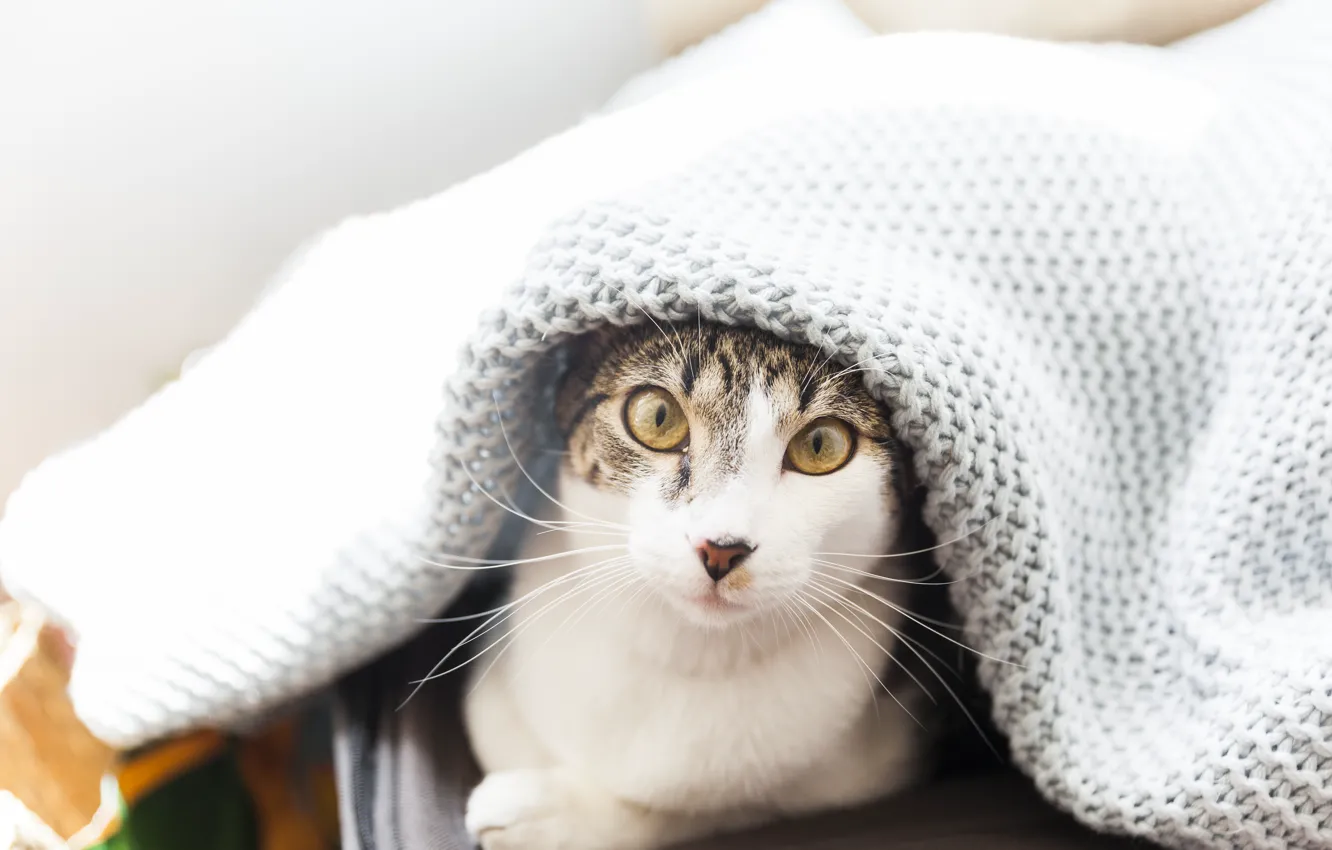 Photo wallpaper cat, cat, plaid