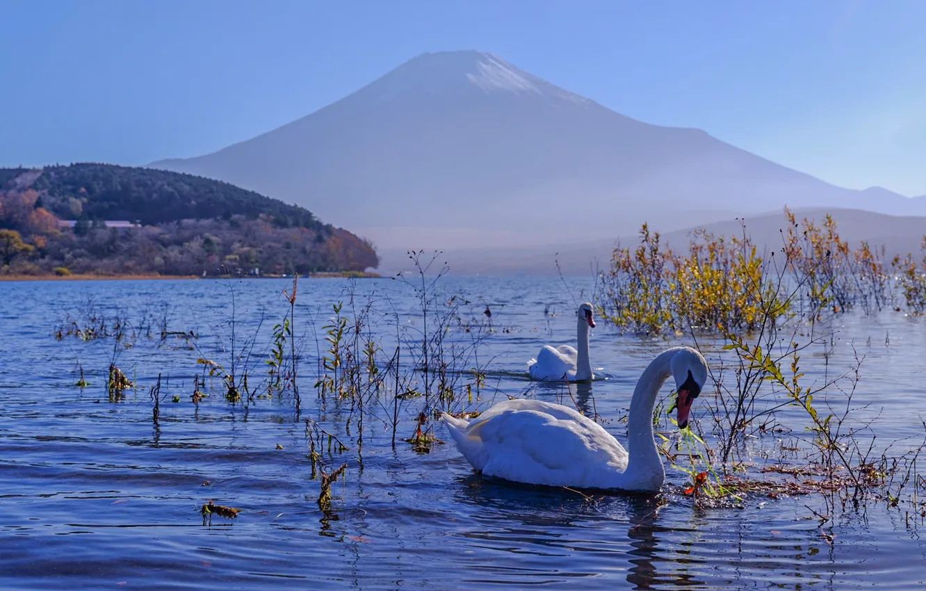 Photo wallpaper mountains, bird, vegetation, the volcano, white, swans, pond, blue background