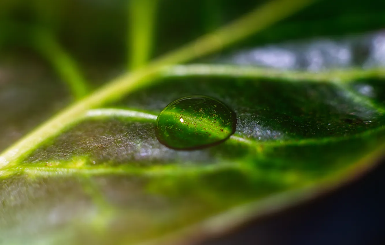 Photo wallpaper drops, macro, leaf, a drop on a green leaf