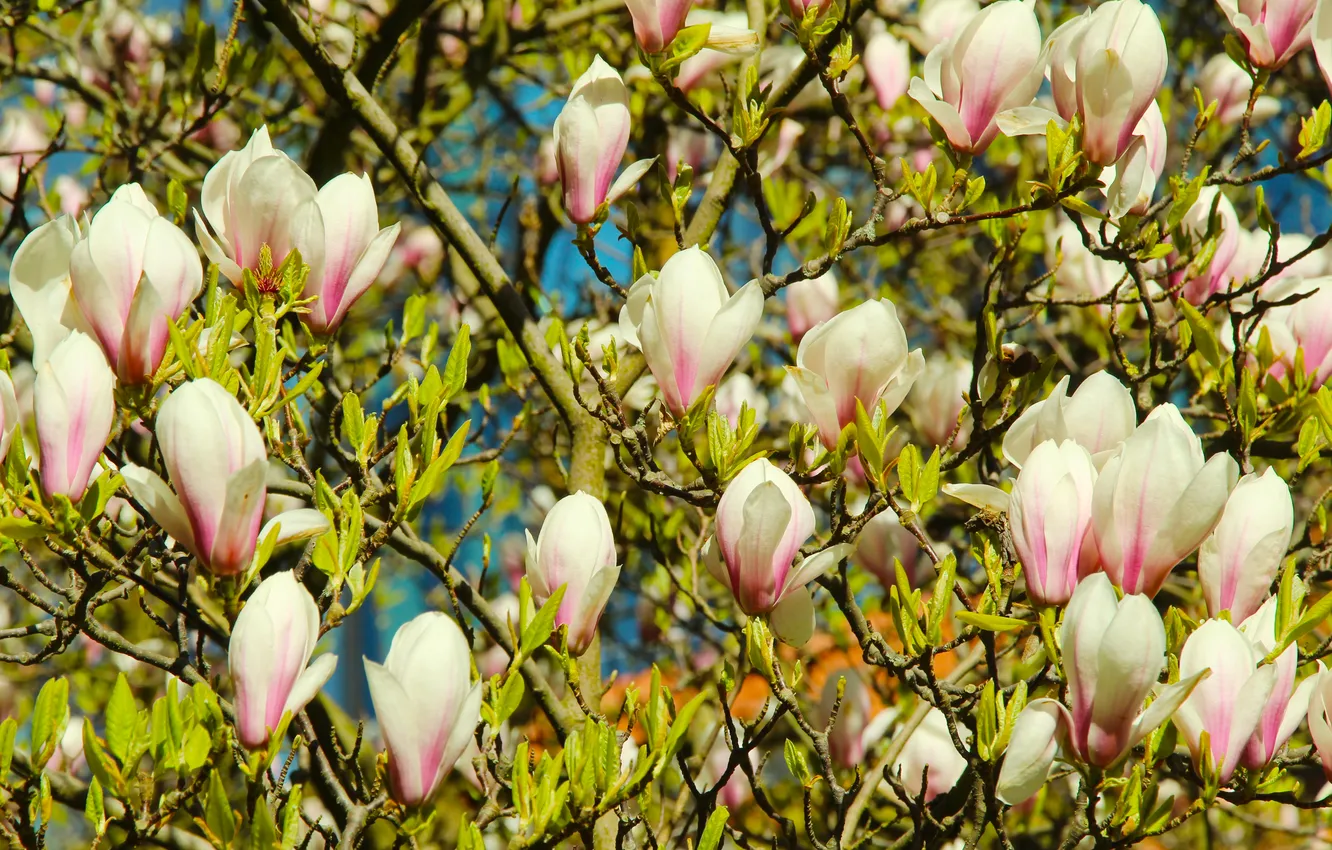 Photo wallpaper spring, magnolia, twig