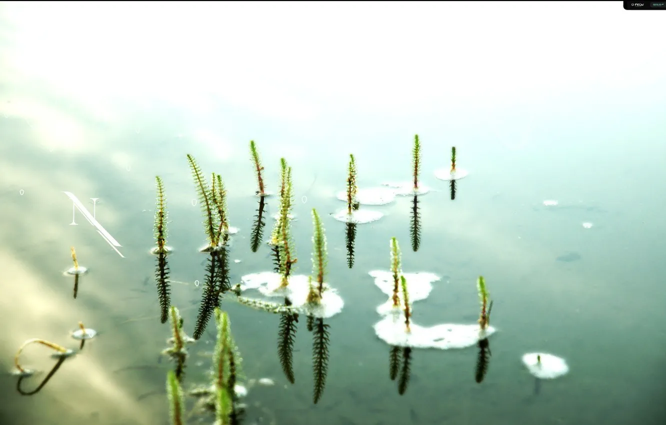 Photo wallpaper water, pond, loneliness, mood, Lily