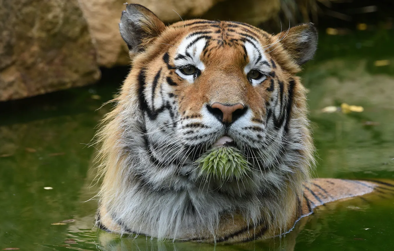 Photo wallpaper face, water, tiger, portrait, bathing, pond