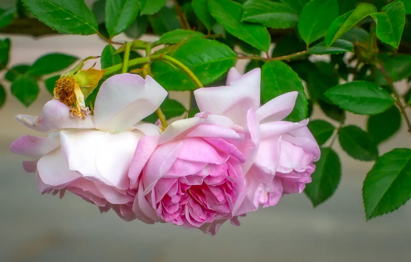 Photo wallpaper leaves, flowers, branches, roses, pink, light background