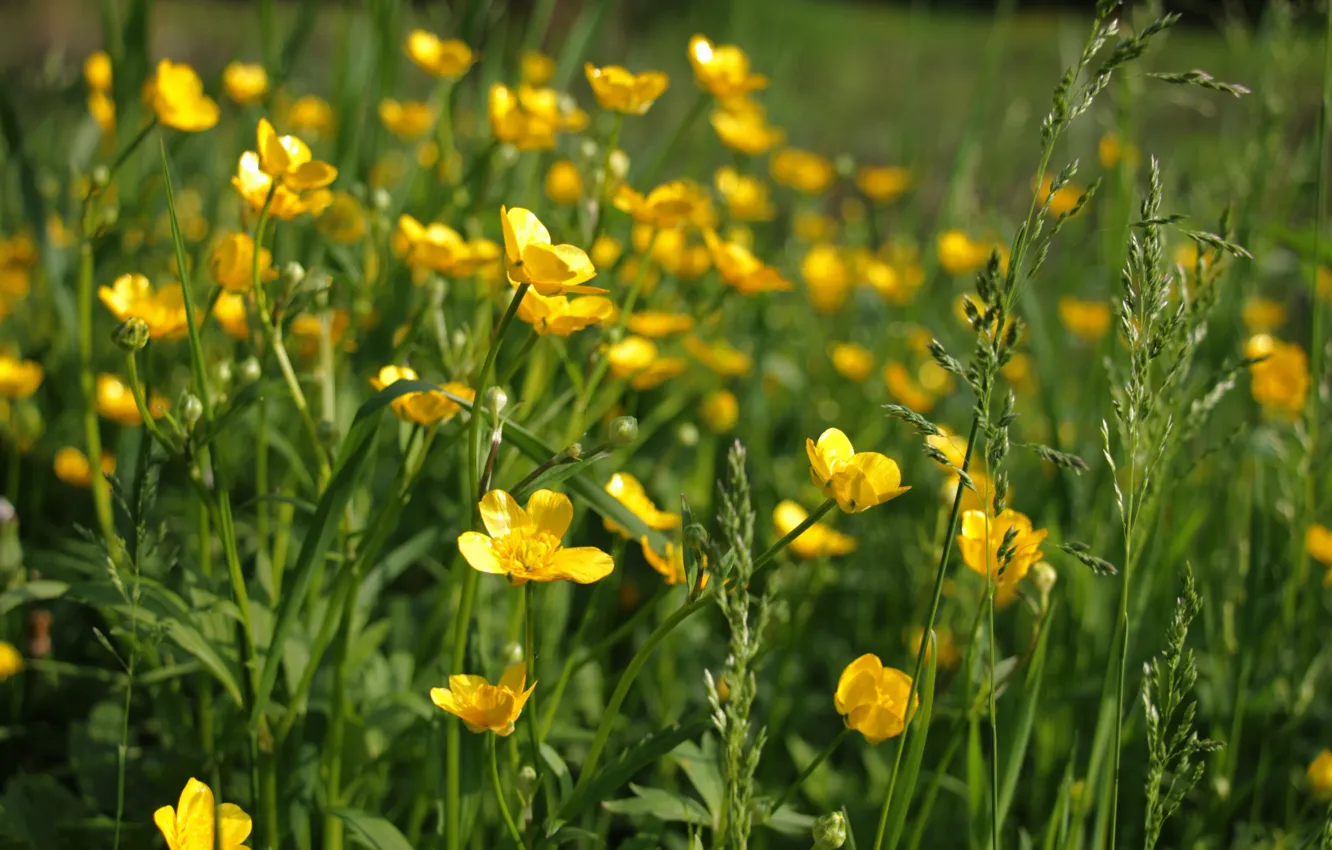 Photo wallpaper grass, the sun, flowers, glade, buttercups, yellow flowers, the sun glare, meadow with flowers