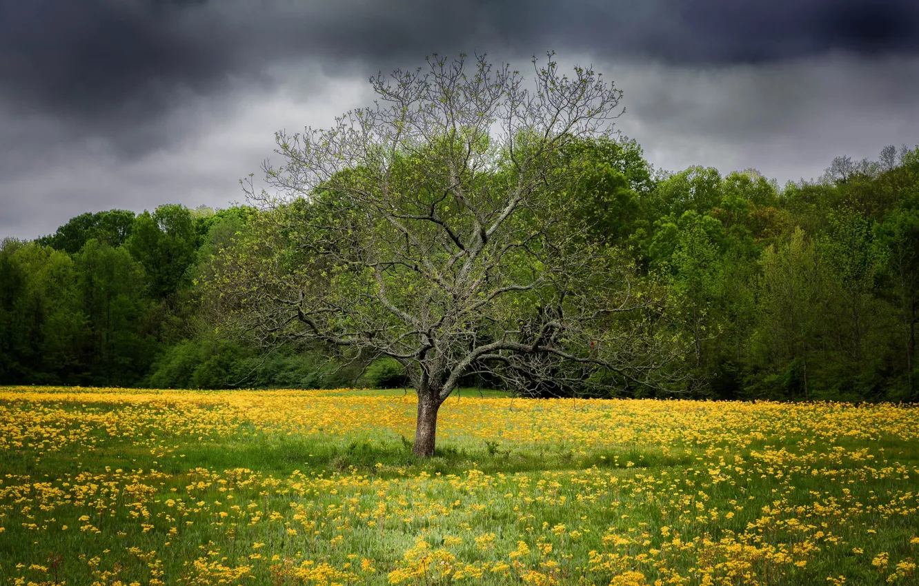 Photo wallpaper field, flowers, tree, spring