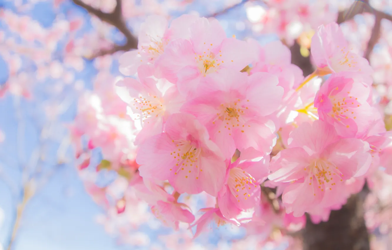 Photo wallpaper light, flowers, branches, spring, Sakura, pink, flowering
