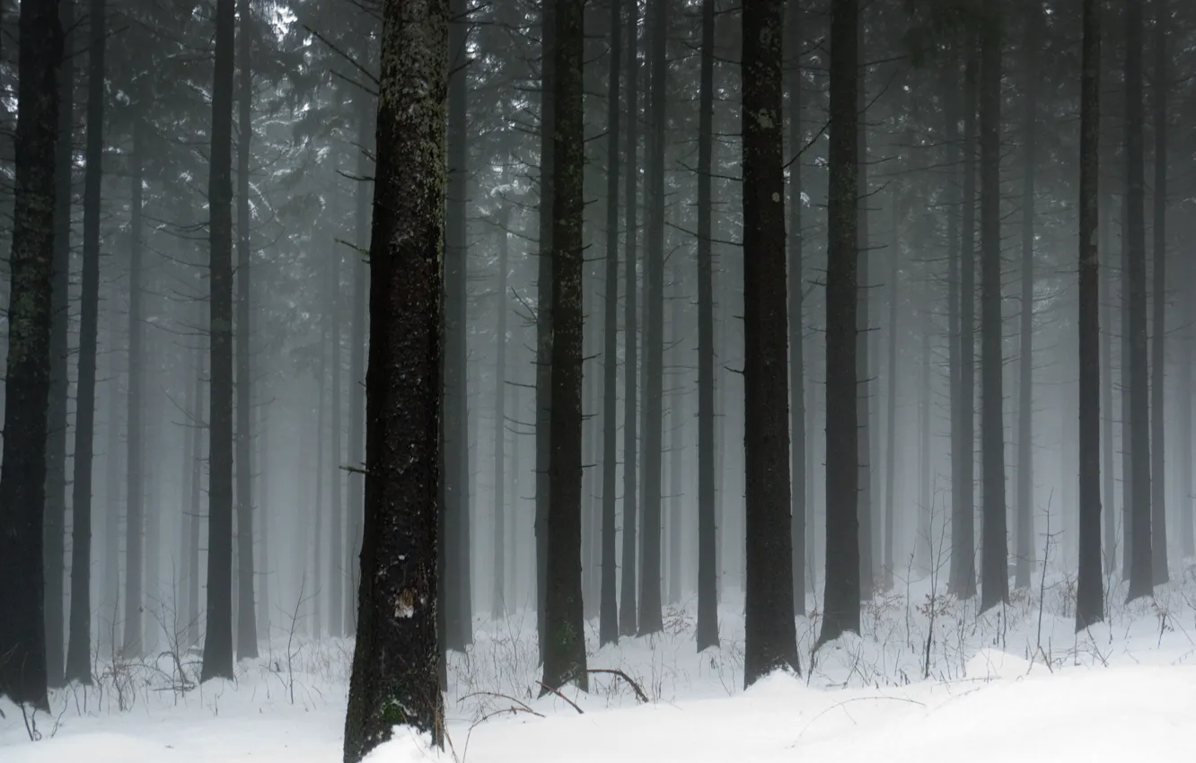 Photo wallpaper cold, winter, snow, trees, tree, trunks, frost, snowfall