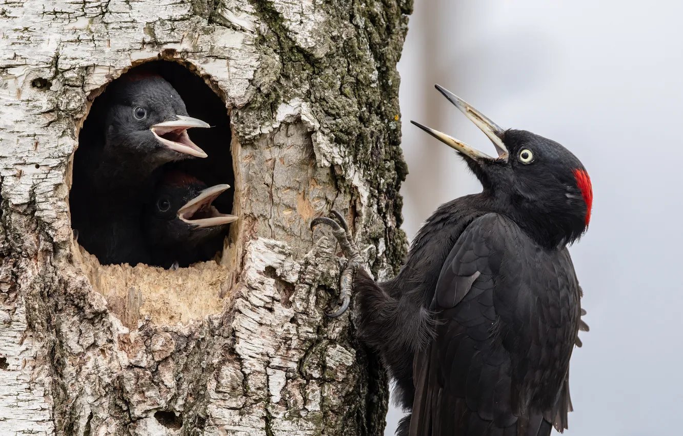 Photo wallpaper bird, beak, woodpecker, Chicks, the hollow, the trunk of the tree, Alexander Shipilenko, on the …