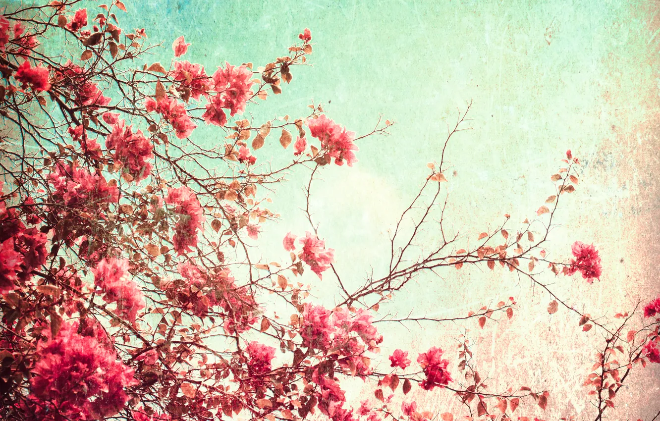 Photo wallpaper summer, the sky, flowers, paper, grain, glow, texture, day