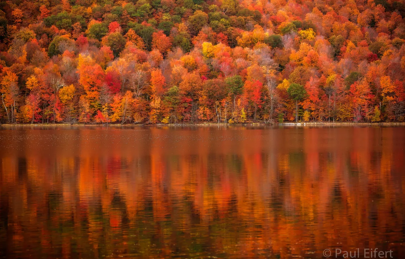 Photo wallpaper autumn, trees, reflection, trees, autumn, reflection, Golden autumn, Golden autumn