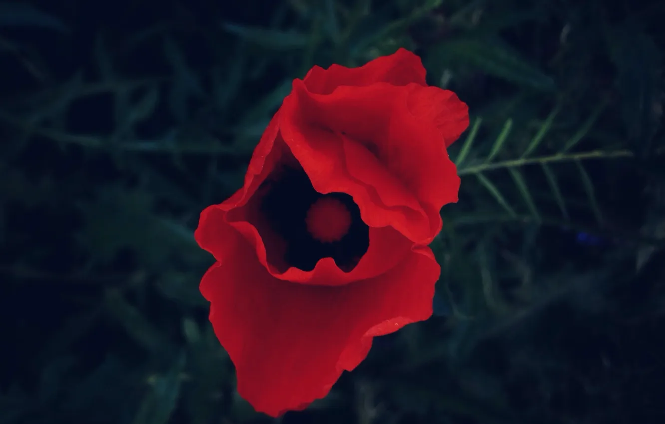 Photo wallpaper red, Flower, flower, Amapola