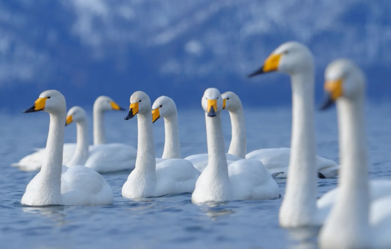 Photo wallpaper yellow, beautiful, swans, a symbol of loyalty