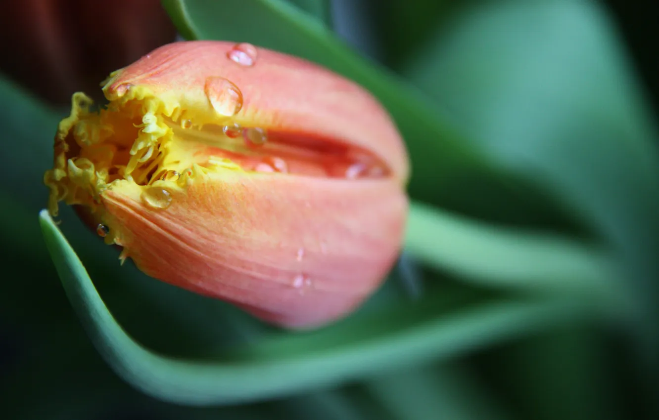 Photo wallpaper drops, macro, flowers, nature, droplets, tulips