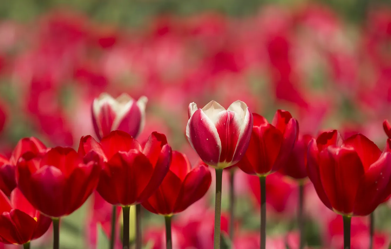 Photo wallpaper petals, garden, stem, tulips, flowerbed