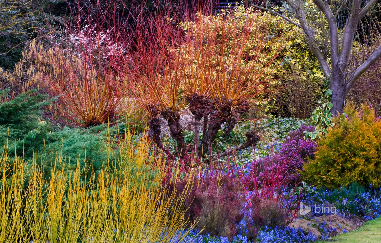Photo wallpaper trees, flowers, paint, England, spring, the bushes, Cambridge, Botanical garden