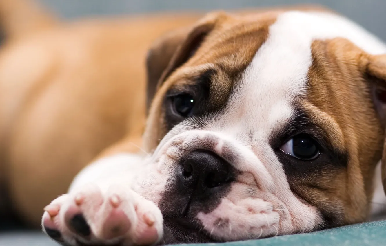 Photo wallpaper muzzle, puppy, bulldog, English