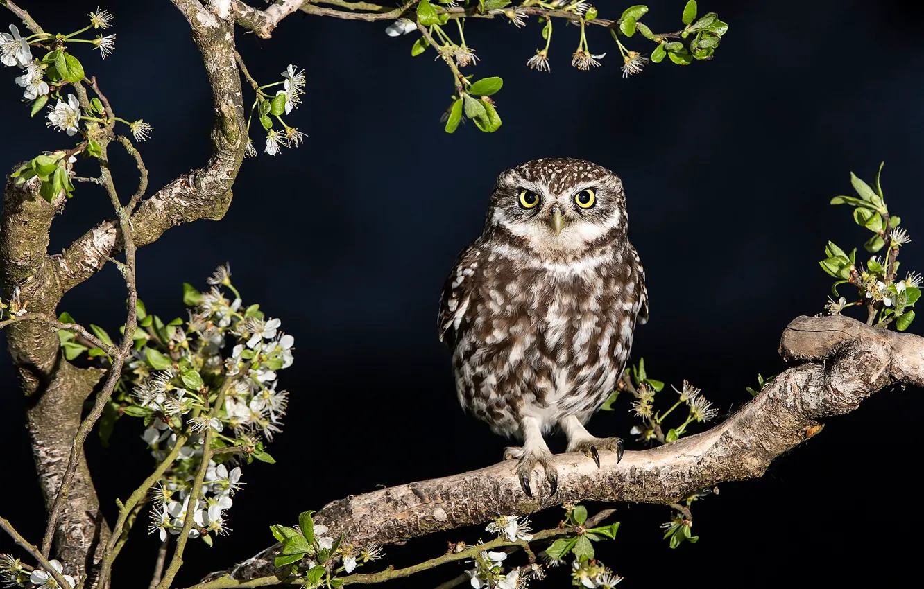 Photo wallpaper look, leaves, branches, owl, bird, black background, owl