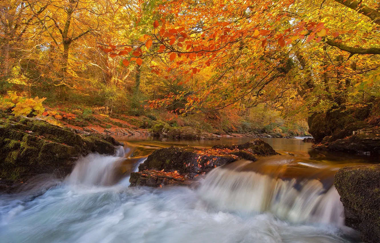 Photo wallpaper autumn, forest, trees, river, England, waterfall, Devon, England