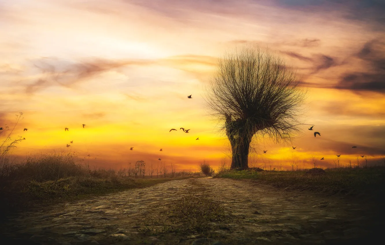 Photo wallpaper road, field, the sky, trees, bird, pack, the evening, Zach