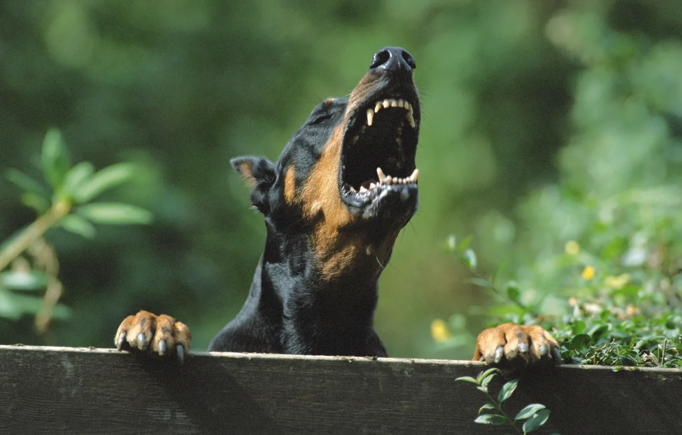 Photo wallpaper the fence, Doberman, mouth, fangs, evil, guards