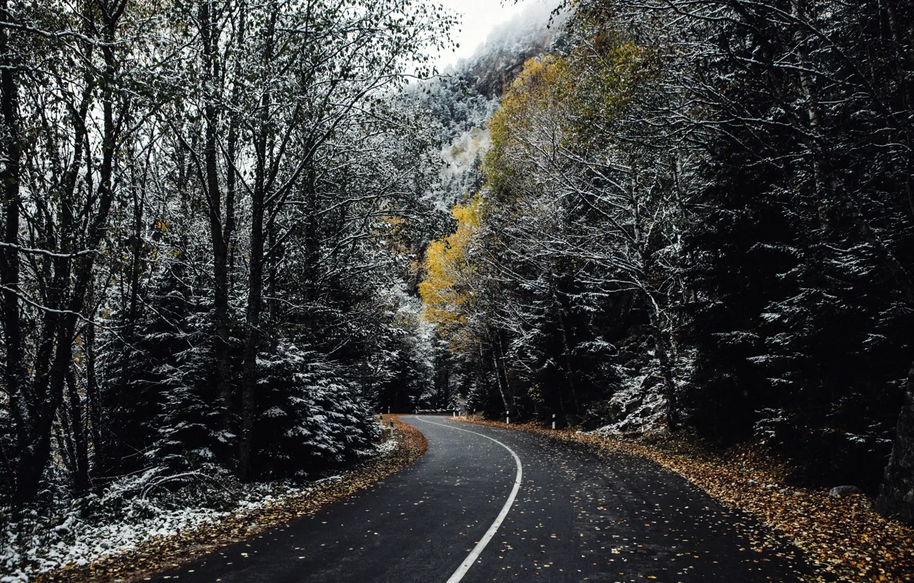 Photo wallpaper road, autumn, forest