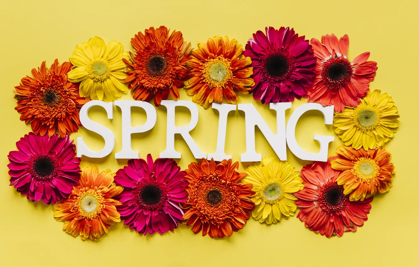 Photo wallpaper flowers, spring, colorful, chrysanthemum, flowers, spring, bright