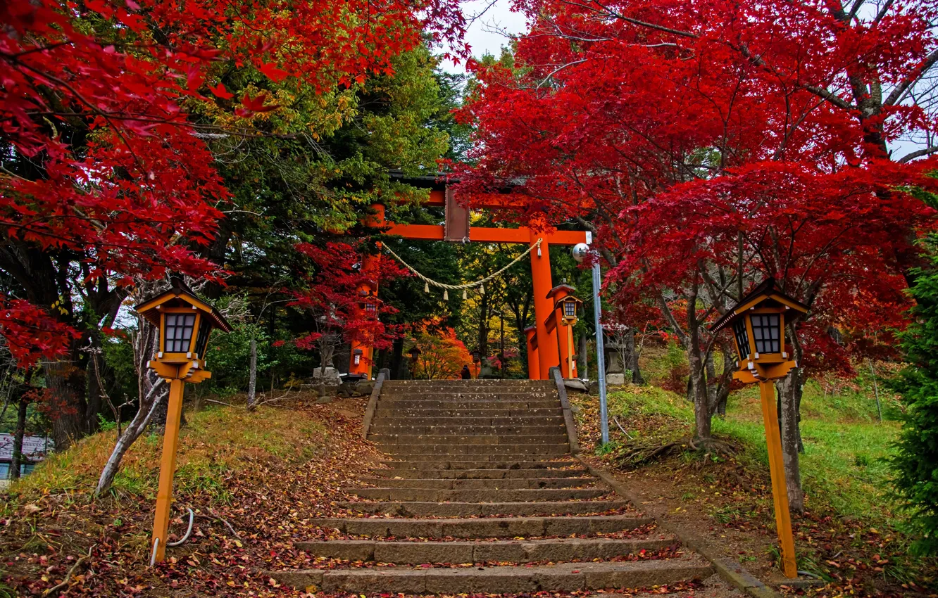 Photo wallpaper autumn, leaves, trees, Park, Japan, lights, ladder, stage