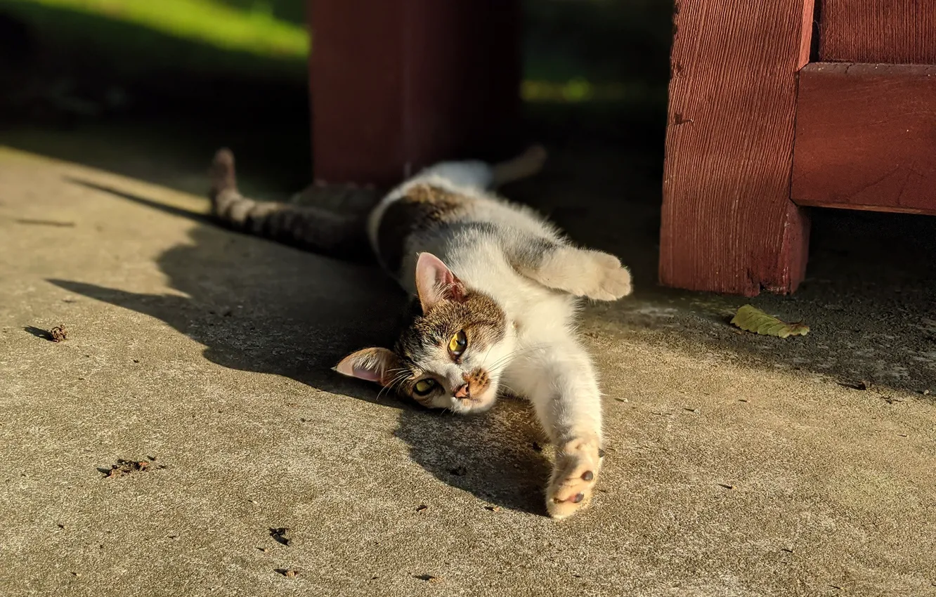 Photo wallpaper cat, cat, yard, lies