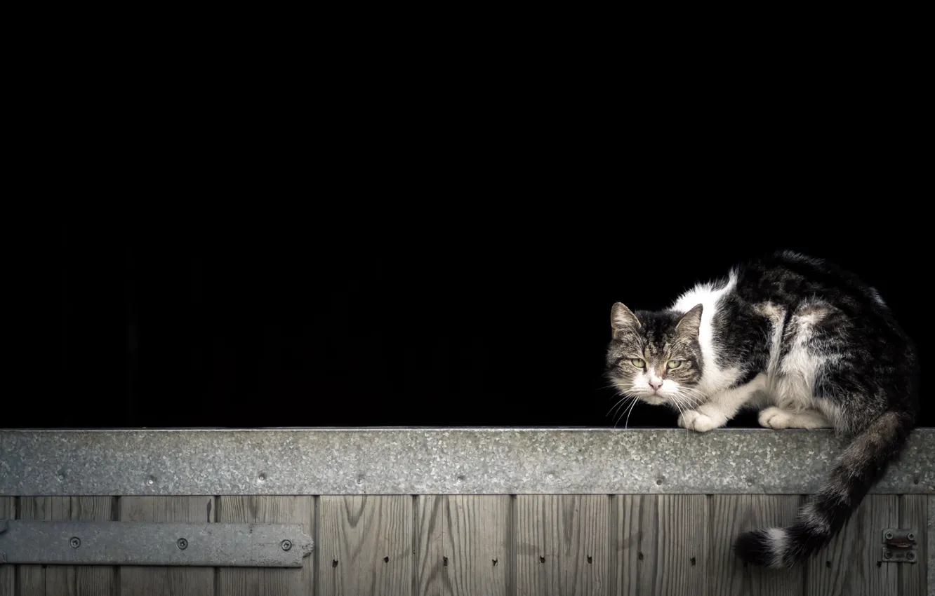 Photo wallpaper cat, look, background