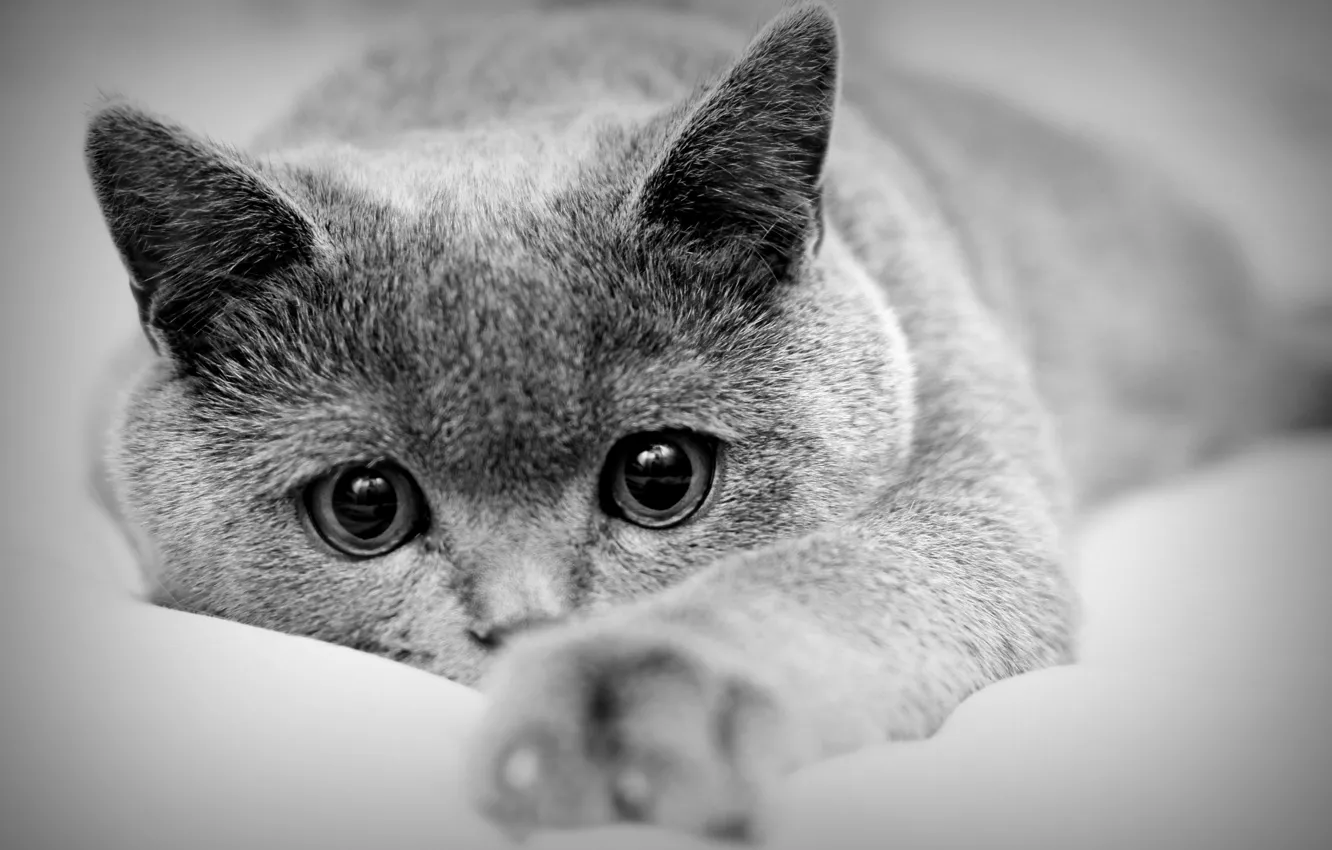 Photo wallpaper cat, macro, paw, lies