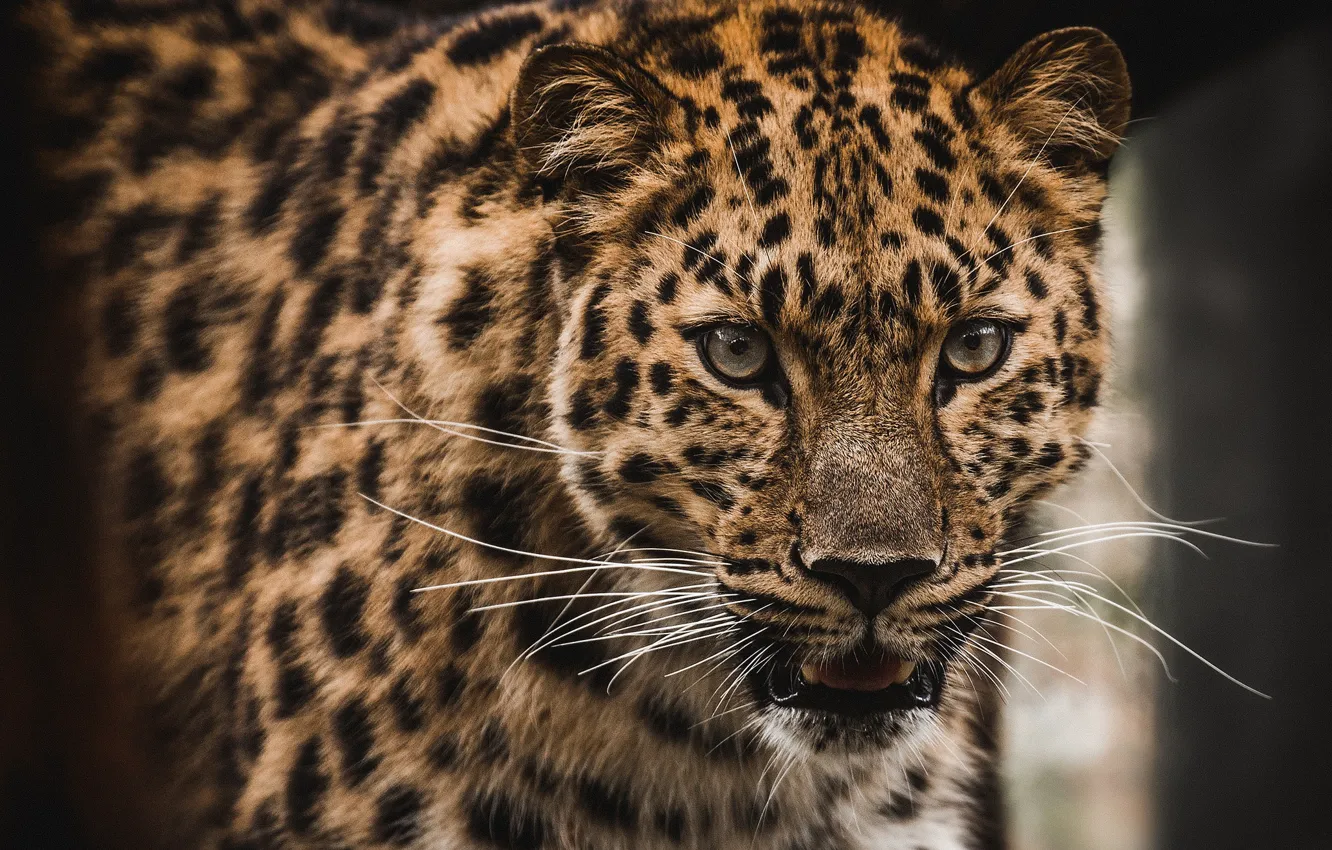 Photo wallpaper mustache, predator, leopard
