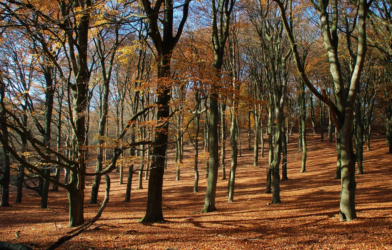Photo wallpaper autumn, forest, leaves, trees, slope