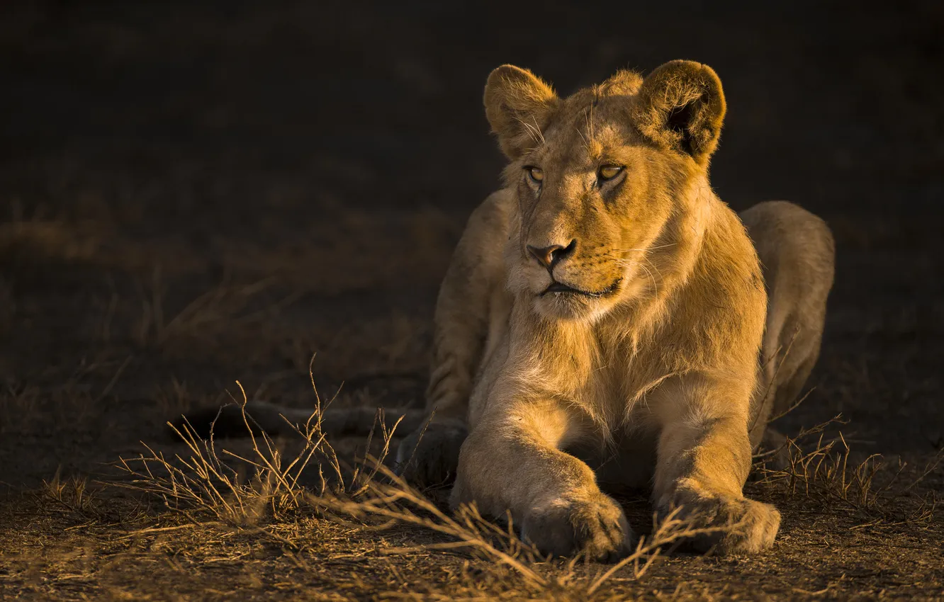 Photo wallpaper light, lioness, lion, teen